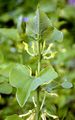Gewöhnliche Osterluzei - Aristolochia clematitis L.
