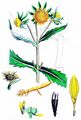 Nodding Bur-Marigold - Bidens cernuus L.