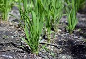 Tor-Grass - Brachypodium pinnatum (L.) P. Beauv.