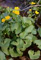 Sumpfdotterblume - Caltha palustris L.