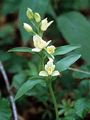 White Helleborine - Cephalanthera damasonium (Mill.) Druce