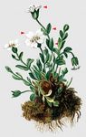 Einblütiges Hornkraut - Cerastium uniflorum Clairv. 