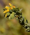 Lesser Honeywort - Cerinthe minor L.
