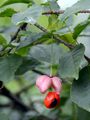  - Euonymus verrucosus Scop.