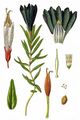 Lungen-Enzian - Gentiana pneumonanthe L.