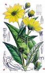 Erdbirne - Helianthus tuberosus L. 