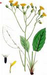 Wald-Habichtskraut - Hieracium murorum L. 