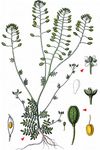 Kleine Felskresse - Hornungia petraea (L.) Rchb. 