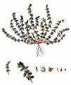 Coral-Necklace - Illecebrum verticillatum L.