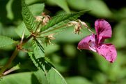 Indian Balsam - Impatiens glandulifera Royle
