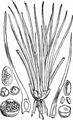 Quillwort - Isoetes lacustris L.