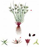 Zwerg-Binse - Juncus pygmaeus Rich. ex Thuill. 