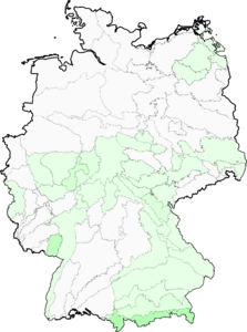 Pyrola media