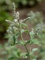 Horse Mint - Mentha longifolia (L.) L.