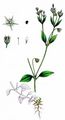 Three-Nerved Sandwort - Moehringia trinervia (L.) Clairv.