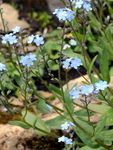 Alpen-Vergißmeinnicht - Myosotis alpestris F. W. Schmidt 