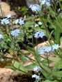Alpine Forget-Me-Not - Myosotis alpestris F. W. Schmidt