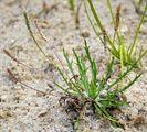 Krähenfuß-Wegerich - Plantago coronopus L.