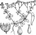 Four-Leaved Allseed - Polycarpon tetraphyllum (L.) L.