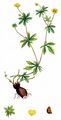 Blutwurz - Potentilla erecta (L.) Räusch.
