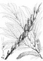 European Violet-Willow - Salix daphnoides Vill.