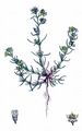 Annual Knawel - Scleranthus annuus L.