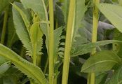 Saw-Wort - Serratula tinctoria L.