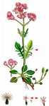 Sumpf-Baldrian - Valeriana dioica L. 