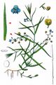 Marsh Speedwell - Veronica scutellata L.