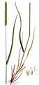 Meadow Foxtail - Alopecurus pratensis L.
