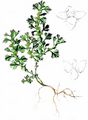 Parsley-Piert - Aphanes arvensis L.