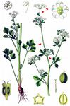 Echter Sellerie - Apium graveolens L. 