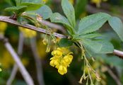 Barberry - Berberis vulgaris L.