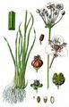 Schwanenblume - Butomus umbellatus L.