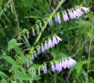 Creeping Bellflower - Campanula rapunculoides L.