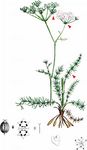 Quirlblättriger Kümmel - Carum verticillatum (L.) W. D. J. Koch 