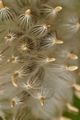 Graue Kratzdistel - Cirsium canum (L.) All.