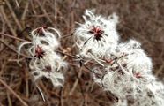 Gewöhnliche Waldrebe - Clematis vitalba L.