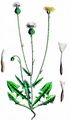 Stink-Pippau - Crepis foetida L.