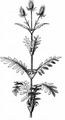 Cut-Leaved Teasel - Dipsacus laciniatus L.
