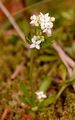 Heath Bedstraw - Galium saxatile L.
