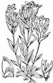 Feld-Kranzenzian - Gentianella campestris (L.) Börner