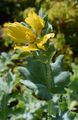Yellow Horned-Poppy - Glaucium flavum Crantz