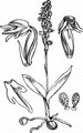 Einknollige Honigorchis - Herminium monorchis (L.) R. Br.