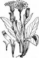 Wald-Habichtskraut - Hieracium murorum L.