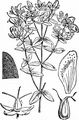 Echtes Johanniskraut - Hypericum perforatum L.