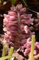Toothwort - Lathraea squamaria L.