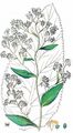 Dittander - Lepidium latifolium L.