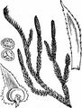 Sprossender Bärlapp - Lycopodium annotinum L.