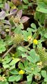 Bur Medick - Medicago minima (L.) L.